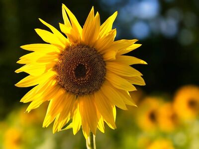 sunflower, nature, summer, beautiful flowers, beautiful wallpaper, flowers, yellow, sunny, garden, wallpaper 4k, fresh, mac wallpaper, full hd wallpaper, flower wallpaper, countryside, laptop wallpaper, cool backgrounds, hd wallpaper, bright, 4k wallpaper 1920x1080, beautiful, 4k wallpaper, sun, wallpaper hd, natural, free wallpaper, summery, background, beauty, free background, windows wallpaper, desktop backgrounds, bees, flower background, love, simplicity, detail