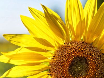sunflower, yellow, nature, flower background, flower, summery, floral background, windows wallpaper, free wallpaper, wallpaper 4k, close-up, texture, petal, flower wallpaper, natural, outdoor, beautiful wallpaper, beautiful flowers, sunlight, farming, mac wallpaper, field, growth, mature, 4k wallpaper, bright, sunny, free background, cool backgrounds, laptop wallpaper, 4k wallpaper 1920x1080, full hd wallpaper, hd wallpaper, wallpaper hd, background, desktop backgrounds, blooming