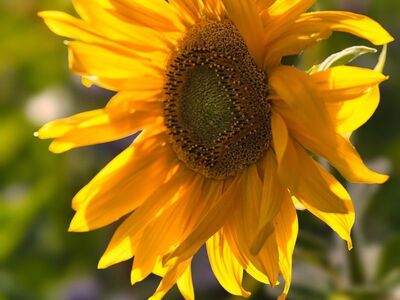 sunflower, flower wallpaper, yellow, nature, summer, flower, gardening, flower background, outdoor, wildlife, beautiful flowers, beauty, bright
