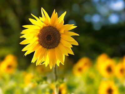 sunflower, nature, summer, blooming, yellow, meadow, sunny, clear day, beauty, field, natural scenery, crop, countryside, agriculture, sunny landscape, single flower, photography, natural world