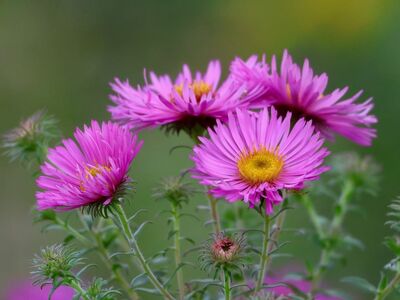 asters, pink flowers, flower, garden, bouquet, outdoors, background, leaves, stems, needle-like leaves, bright pink, yellow center, nature, beauty, floral, natural, decorative, summery, flower beds, floriculture
