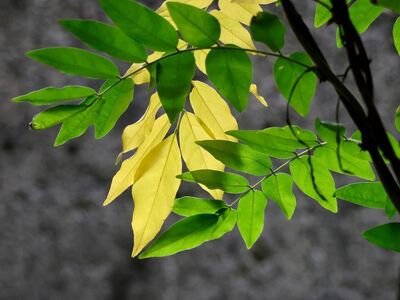 leaves, green, yellow, spring, summer, autumn, nature, plant, leaf, botany, garden, ecology, color, pattern, environment, branch, detail, park, sun