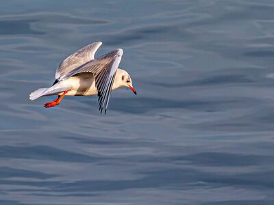 seagull, black-headed, bird, sea bird, flying, flight, wings, wildlife, animal, water, lake, nature, marine life, gliding, blue, surface, wild, outdoor, background