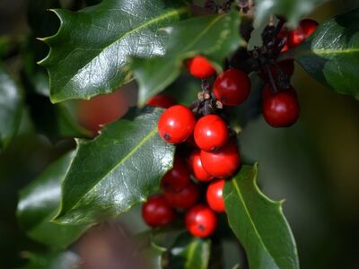 red berries, evergreen plant, christmas, leaves, christmas decoration, green leaves, winter time, landscape picture, european holly, toxic plant, shrub, pagan symbol, nature wallpaper, autumn theme, berry christmas wreath, leafy twig, drupe, religious symbolism, charging time, nature