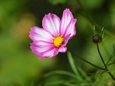 cosmos flower, pink, hd wallpaper, flower, macro, gardening, nature, spring, contrast, petal, flower wallpaper, ornamental plant, pinnate-leaved flower, sunlight, yellow center, flower background, february bloom, vertical, beautiful flowers, sharpness, focus, calmness, photography