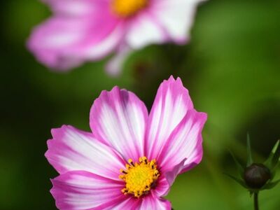 cosmos, flower, petal, pink, nature, beauty, background, garden, macro, flower garden, summery, closeup, gardening, delicate, garden plant, botany, colorful, outdoor, purple, blooming