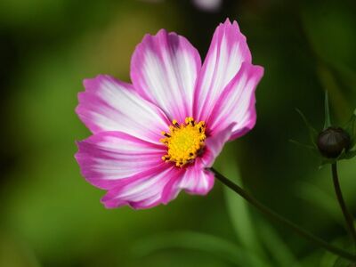 cosmos, flower, nature, flower background, colorful, garden, cosmea, pink, flower wallpaper, petal, yellow, macro, white, purple, blurred background, floral art, summer, flower photography, beautiful flowers, botany, beauty, decorative, everyday wonder