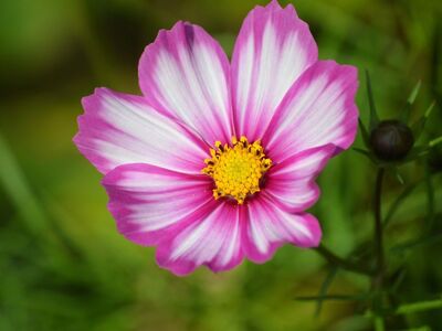 cosmos, pink color, white stripes, flower center, nature, single bloom, hd wallpaper, green background, bright colors, botany, macro photography, beautiful flower, ornamental, natural beauty, flower background, gardening, flower wallpaper, summer plant, petal structure, plant photography, center top