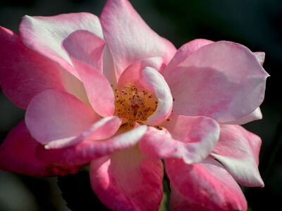 flower, rose, petals, nature, stamens, wilted, open bloom, bee-friendly, flora, close-up, gardening, romance, beauty, color, garden, pink, decoration, fragrance, blooming, delicate, lighting