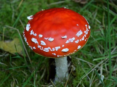 red fly agaric, nature, mushroom, moss, autumn, poisonous, decorative, fruiting body, meadow, macro, spot, luck symbol, wallpaper, macro photography, red, nature icon, hd wallpaper, botany, fungus, mycology, soft, grass