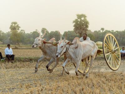 ox cart, agriculture, bulls, rural, race, traditional, countryside landscape, unleashed, adventure, cache, nature, ox race, culture, speed, driving, rural life, livestock, entertainment, in nature, wheel