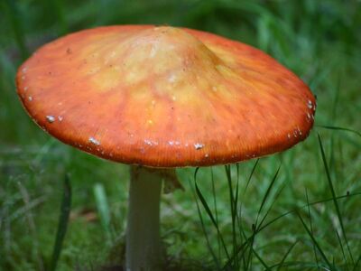 mushroom, amanita muscaria, nature, poisonous, autumn, close-up, red, good luck, beauty, red fly agaric, meadow grass, decorative, biology, mycology, fauna, picturesque, clear, landscape, science