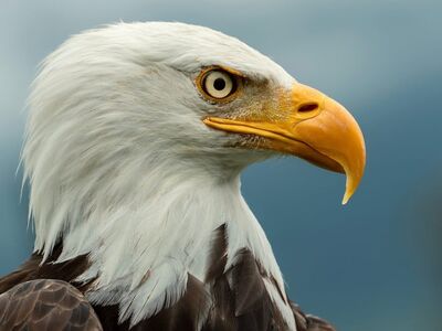 bald eagle, bird of prey, beak, feathers, eyes, wild, dramatic, details, animal, nature, bird, freedom, symbol, wildlife, head, conservation, view, rugged, opening