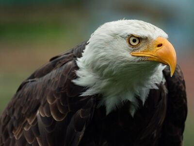 eagle, bird of prey, bald eagle, beak, animal, wild, brown, yellow beak, bird, head, feathers, eyes, nature, symbolic, majesty, wildlife, contrast, protection