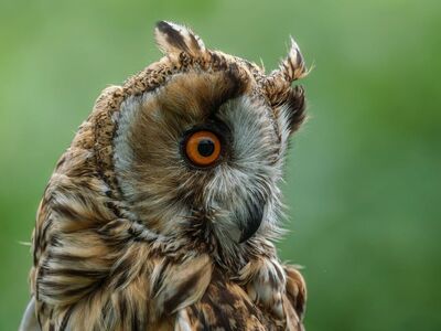 owl, raptor, feathers, wildlife, nature, intense gaze, brown plumage, facial disc, close-up, yellow eyes, long-eared owl, portrait, detail, bird, eye, wild, fur, detailed view, light