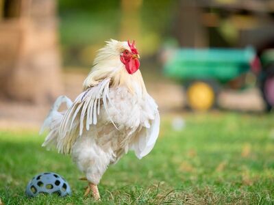 rooster, white, bird, farm, feather, outdoor, nature, chicken coop, grass, countryside, turkey, age, juvenile, brightness, domesticated, wing, comb, young rooster