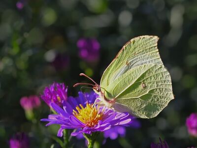 brimstone butterfly, flower, nature, garden, macro, nectar, aster, wings, summery, yellow, purple, beauty, detail, insects, day butterfly, winged, pollen, spring, green, pollinated plant