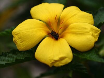 flower, flower wallpaper, nature, plant, blossom, petals, garden, yellow, center, macro, beautiful flowers, close-up, outdoor, beauty, flower background, brown insect, money tree, spots, water flower, tree of life, sun, splendor, bee flower, six-petaled flower
