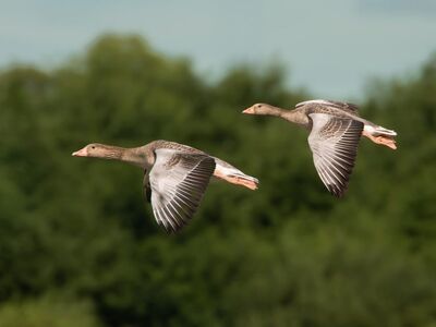 geese, flight, wings, freedom, wild, nature, wind, birds, flying, marsh, ecology, mating, northern europe, animal, protection, season, purity, beauty, reindeer, camping