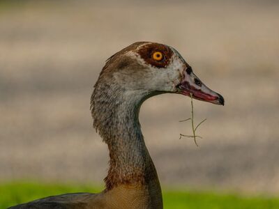 egyptian goose, 4k wallpaper 1920x1080, bird, profile, animal, 4k wallpaper, close-up, nature, feather, yellow eye, grass, beak, full hd wallpaper, cool backgrounds, windows wallpaper, wild, beautiful wallpaper, laptop wallpaper, wallpaper 4k, desktop backgrounds, grey, head, organism, background, free background, hd wallpaper, natural habitat, mac wallpaper, wallpaper hd, animal head, free wallpaper, green grass
