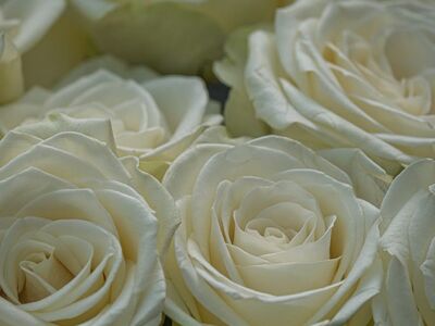 white roses, bouquet, fresh flowers, garden, nature, romantic, decoration, beauty, florist, wedding flowers, bouquet holder, culture, aroma, honeymoon, creative, adam and eve, calm, emotion, delicate