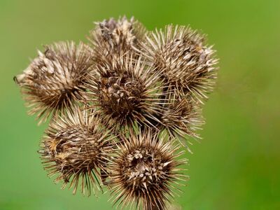 flower, dry, autumn, nature, large burdock, green background, seeds, drying, spike, prickly, dry plant, wild plant, raw material, texture, natural, plant, brown, scrub, macro, botany