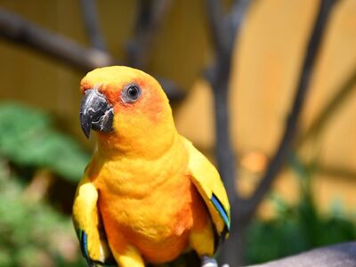 parrot, yellow, orange, nature, bird, pet, animal, exotic, outdoor, colorful, closeup, green, sun conure, yellow and orange, outside, aviary, feathers, head, natural world, conservation, sunlight