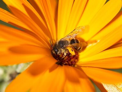 bee, flower wallpaper, flower, nectar, nature, pollination, macro, bumblebee, orange, wings, beautiful flowers, garden, summer, insect, pathway, honey, bright, flower background, natural, environment, sunny, details, beauty, detailed, apis