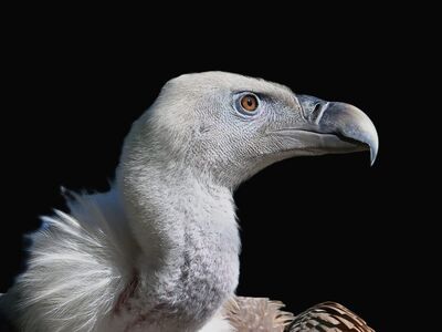 vulture, bird, portrait, raptor, nature, scavenger, feathers, beak, closeup, wilderness, wildlife, carnivore, most birds of prey, rugged, hunting, endangered, predation, ecology