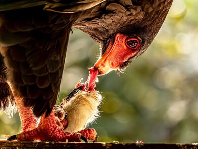 bateleur eagle, bird of prey, cool backgrounds, full hd wallpaper, predator, nature wallpaper, wallpaper 4k, laptop wallpaper, feeding, wildlife, beautiful nature, carnivore, 4k wallpaper, animal, mac wallpaper, beautiful wallpaper, close-up, details, nature, nature background, hunter, free wallpaper, red skin, powerful, 4k wallpaper 1920x1080, wild, free background, hd wallpaper, feathers, background, wallpaper, wallpaper hd, fierce, avian, desktop backgrounds, windows wallpaper, red color