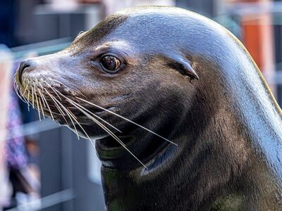 sea lion, free background, seal, wallpaper hd, 4k wallpaper 1920x1080, beautiful wallpaper, marine mammal, pinniped, wildlife, animal, aquatic, 4k wallpaper, hd wallpaper, ocean, beautiful nature, whiskers, full hd wallpaper, laptop wallpaper, mac wallpaper, portrait, close-up, nature wallpaper, cool backgrounds, intelligent, cute, shiny fur, desktop backgrounds, predator, nature, background, wallpaper 4k, wallpaper, windows wallpaper, nature background, wet skin, free wallpaper, head shot