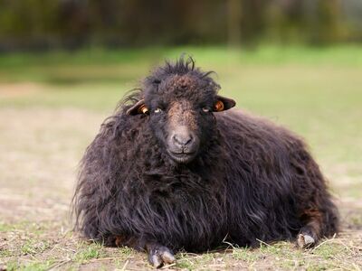 sheep, black, wool, fluffy, animal, portrait, farm, meadow, lying, cute, fur, livestock, mammal, nature, grass, countryside, eye, tagging, domesticated, coat