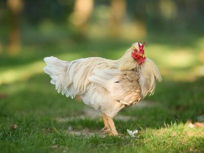 rooster, chicken, bird, poultry, farm, nature, grass, white feathers, comb, wattles, domesticated, agriculture, outdoors, young rooster, winged, two, yellow, rural, chicken meat, animal care