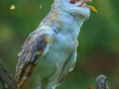 owl, bird of prey, animal, nature, tree, forest, fungus, feather, beak, high contrast, freedom, wild, hunting, wing, protection, landscape, branch, ecosystem, natural habitat, natural surroundings