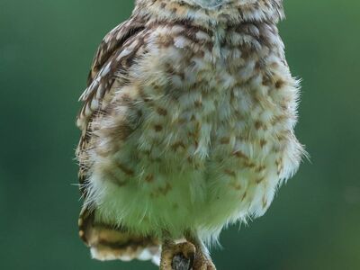 owl, nature, raptor, feathers, environment, portrait, sharp eyes, wild animal, branch, natural habitat, outdoors, wild, solitude, twilight, beak, standing, face, golden eyes