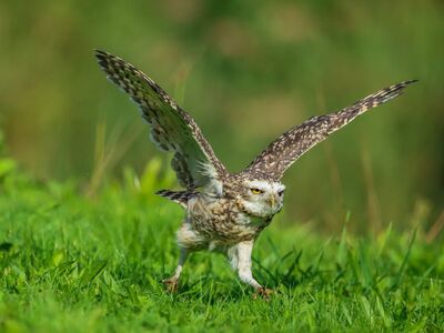 owl, nature, bird, running, wings, green, raptor, grass, wild, action, animal, flying, sport, predatory, fauna, outdoor, natural, explore, photography
