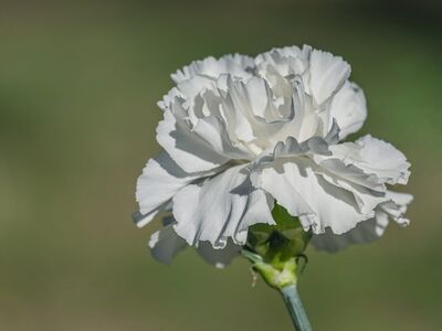 carnation, white, macro, detail, nature, flower background, flower, summer, flower wallpaper, garden, bright, simplicity, natural, beautiful flowers, close-up, artistic, blooming, simple, outdoor, decorative, harmony, outdoor scene, creativity
