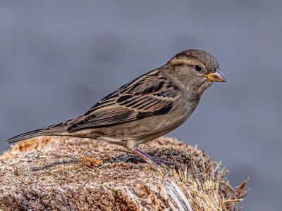sparrow, 4k wallpaper, house sparrow, bird, animal, nature wallpaper, wildlife, 4k wallpaper 1920x1080, beautiful nature, perched, tree stump, wood, mac wallpaper, full hd wallpaper, windows wallpaper, feathers, beak, avian, beautiful wallpaper, small bird, little bird, hd wallpaper, brown bird, songbird, nature background, desktop backgrounds, cool backgrounds, free wallpaper, laptop wallpaper, close up, profile, wallpaper hd, wild animal, free background, wallpaper 4k, nature, wallpaper