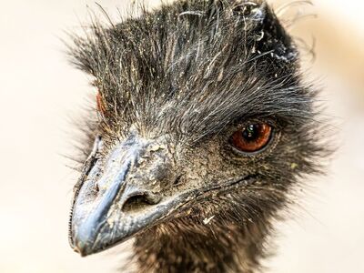emu, mac wallpaper, free background, 4k wallpaper, bird, animal, wildlife, head, cool backgrounds, portrait, face, beak, 4k wallpaper 1920x1080, laptop wallpaper, eye, beautiful nature, wallpaper 4k, feathers, detailed, free wallpaper, beautiful wallpaper, nature wallpaper, look, full hd wallpaper, wallpaper hd, stare, big bird, windows wallpaper, nature background, hd wallpaper, flightless bird, nature, desktop backgrounds, wallpaper, sharp like a razor, australia, background