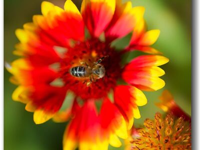 nature, flower, bee, in the center, red, flower background, yellow, garden, sharp, macro, flower wallpaper, details, colors, beautiful, pollen, flight, colorful, beautiful flowers, contrast, stripe, blurred background, focus, clear, close-up