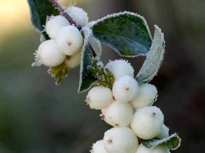 nature, shrub, white, berry, macro, snowberry, green, winter, frost, countryside, autumn, icy, texture, botany, plant study, natural details, decoration, leaves, landscape