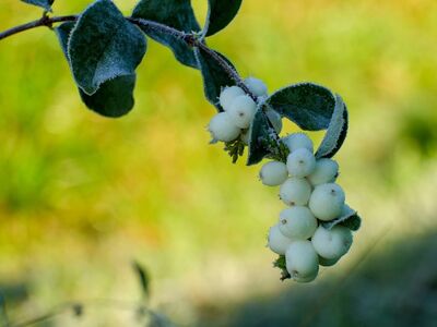 snowberry, nature, shrub, macro, white, leaf, summer, green, growth, fresh, berry, plant, branch, environment, trees, garden, soil, wild, meadow, beautiful, landscape