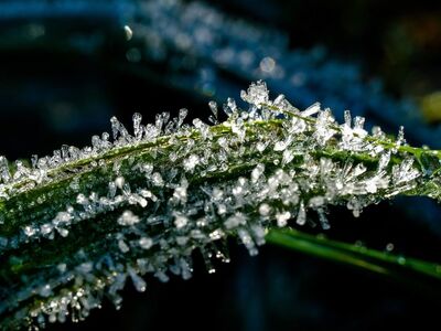frost, autumn, grass, chill, countryside, ice, winter, nature, detail, beautiful, sparkling, glimmer, close-up, ice structure, morning, natural pattern, awe, breath, clear, crucial