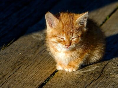 kitten, ginger, sunlight, wooden floor, nature, fluffy, cat, feeding, exploring, day, calm, peace, peaceful, sleep, animal, pet, fur, cute, outdoors, baby animal