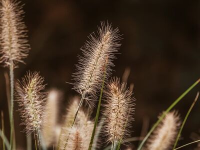grass, nature, plant, stems, background, mac wallpaper, dryness, windows wallpaper, autumn, floral background, pampas grass, hd wallpaper, wallpaper hd, spikelet, wallpaper 4k, laptop wallpaper, macro, desktop backgrounds, blurred background, beautiful, field, cool backgrounds, sharp focus, brown, 4k wallpaper, natural, full hd wallpaper, beautiful wallpaper, free background, rural, winter, free wallpaper, 4k wallpaper 1920x1080, season