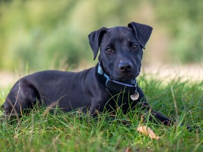 puppy, grass, black dog, countryside, pet raising, sunshine, play, dog on leash, curiosity, barking, pet, walk, animal, light collar, curious look, pets outdoors, nature, dog breed, noble