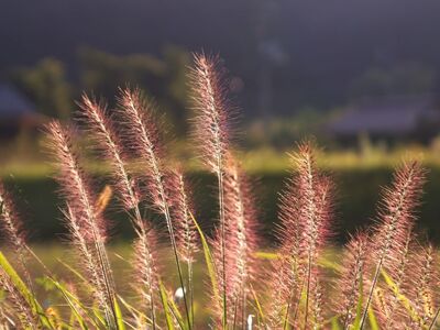 chinese fountain grass, autumn, grass, meadow, sunlight, nature, golden hour, peace, lighting, natural beauty, field, colors, reflection, aesthetics, agriculture, pasture, pampas grass