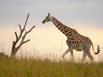 giraffe, mammal, savanna, grass, landscape, nature, wildlife, long neck, tree, pasture, zoology, conservation, wild, yellow sky, sunset, african safari, bush, tourism, sunrise, splendor