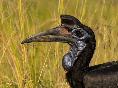 hornbill