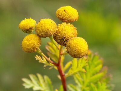 yellow, beautiful flowers, flowers, tansy, blooming, stem, nature, flower background, green, summer, outdoor, macro, gardening, leaves, wildflower, flower wallpaper, detail, garden, herb, botany, focus, natural beauty